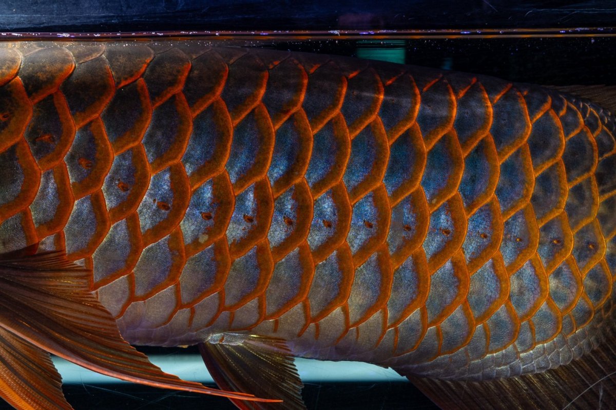 画像14: スーパーレッド  NO.50 (14)