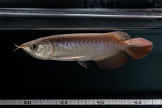 画像8: チリレッド NO.38（インドネシア産） (8)