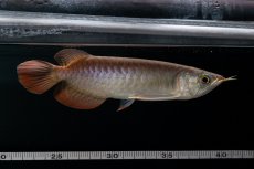 画像7: チリレッド NO.38（インドネシア産） (7)