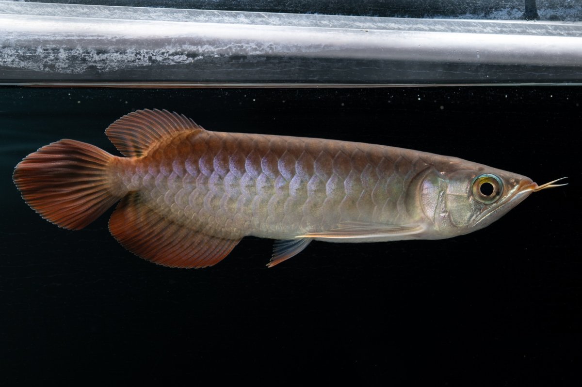 画像2: チリレッド NO.38（インドネシア産） (2)