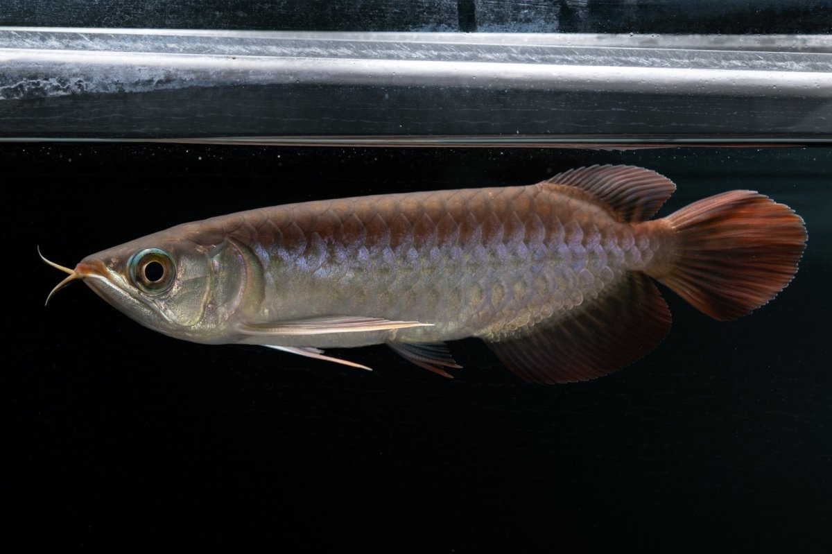 画像3: チリレッド NO.38（インドネシア産） (3)