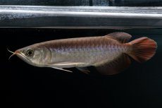 画像3: チリレッド NO.38（インドネシア産） (3)