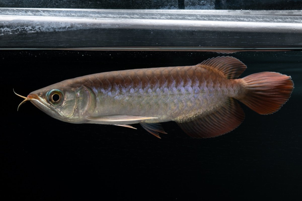 画像1: チリレッド NO.38（インドネシア産） (1)