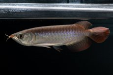 画像1: チリレッド NO.38（インドネシア産） (1)