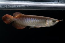 画像4: チリレッド NO.38（インドネシア産） (4)