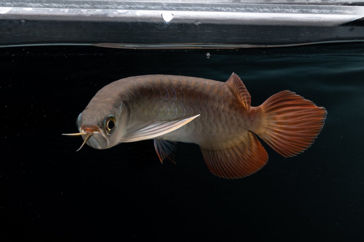 画像6: チリレッド NO.38（インドネシア産） (6)