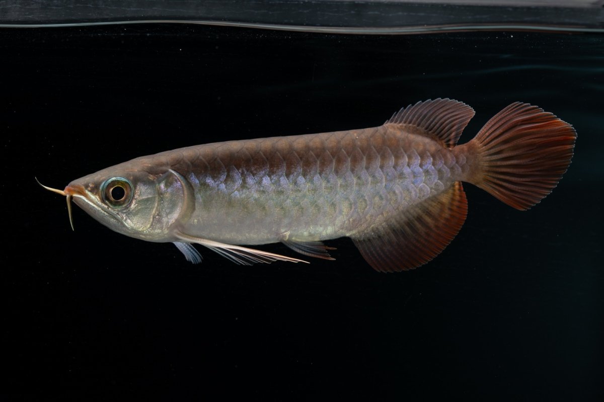 画像5: チリレッド NO.38（インドネシア産） (5)