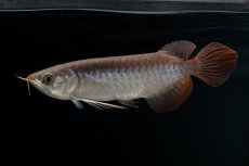 画像5: チリレッド NO.38（インドネシア産） (5)