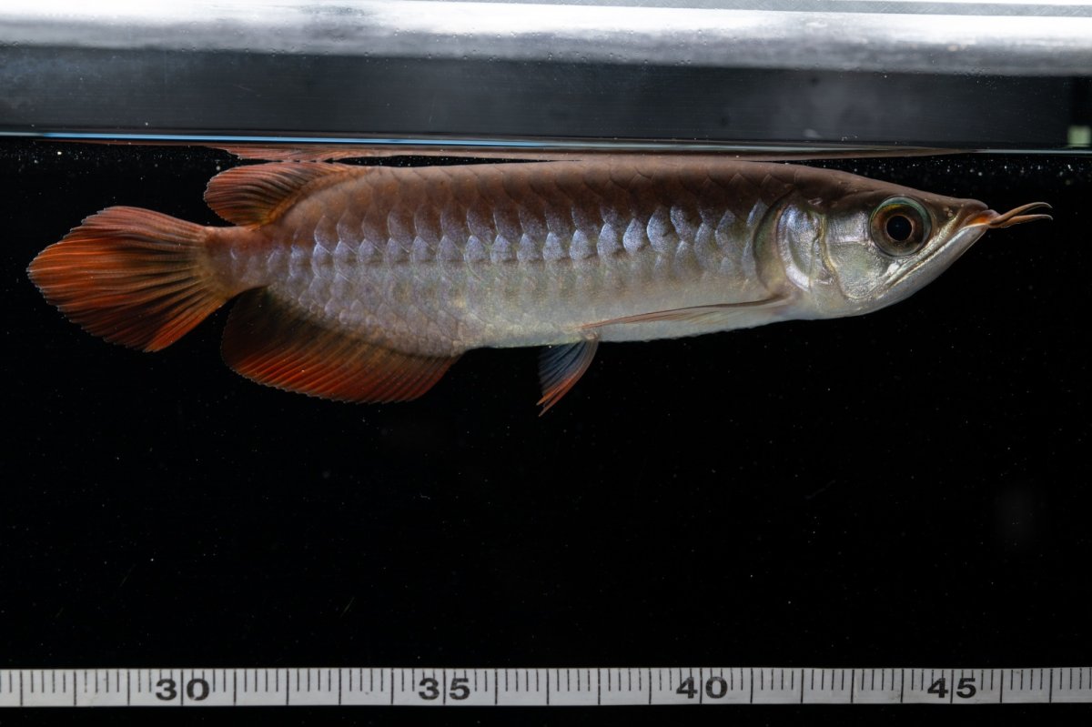 画像14: チリレッド NO.39（インドネシア産） (14)