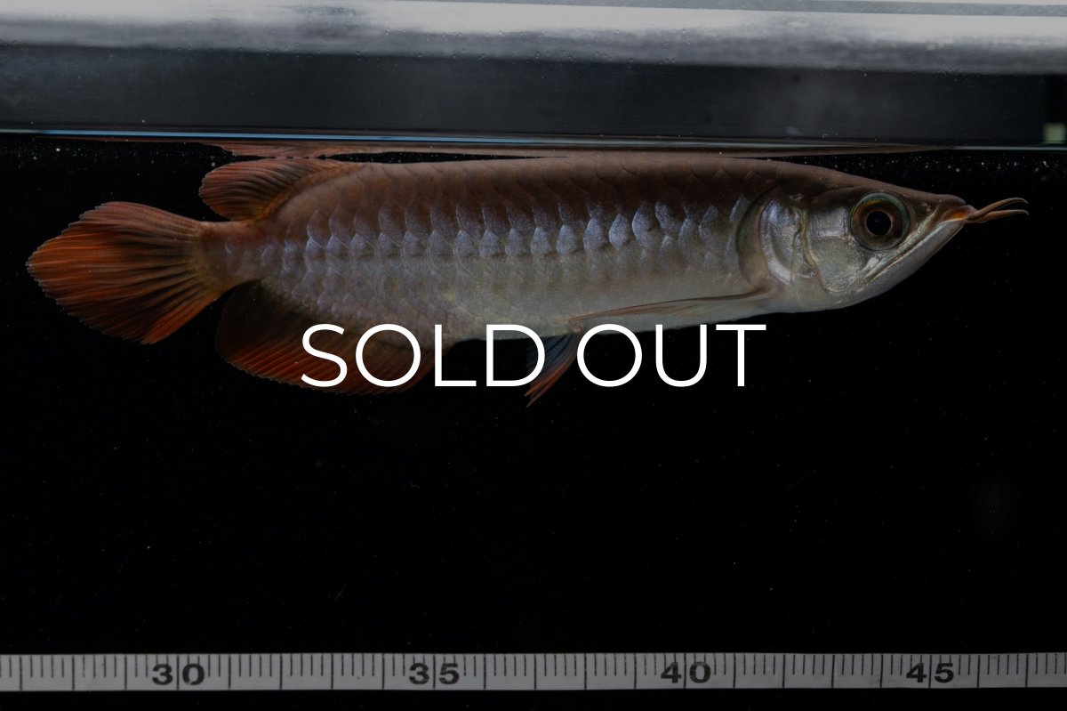 画像14: チリレッド NO.39（インドネシア産） (14)