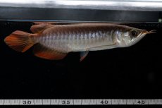 画像14: チリレッド NO.39（インドネシア産） (14)