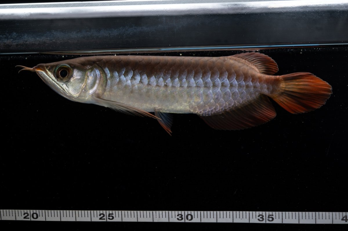 画像13: チリレッド NO.39（インドネシア産） (13)