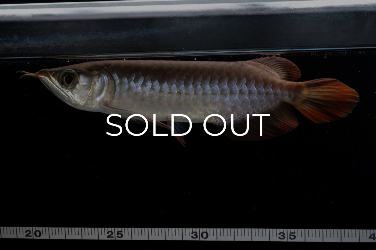 画像13: チリレッド NO.39（インドネシア産） (13)