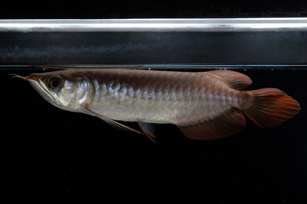 画像3: チリレッド NO.39（インドネシア産） (3)