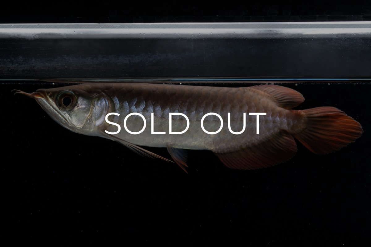 画像3: チリレッド NO.39（インドネシア産） (3)