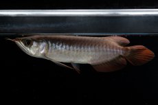 画像3: チリレッド NO.39（インドネシア産） (3)