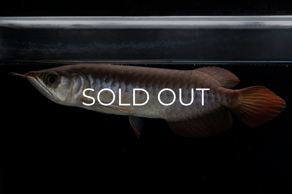 画像5: チリレッド NO.39（インドネシア産） (5)