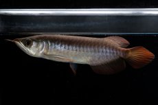 画像5: チリレッド NO.39（インドネシア産） (5)