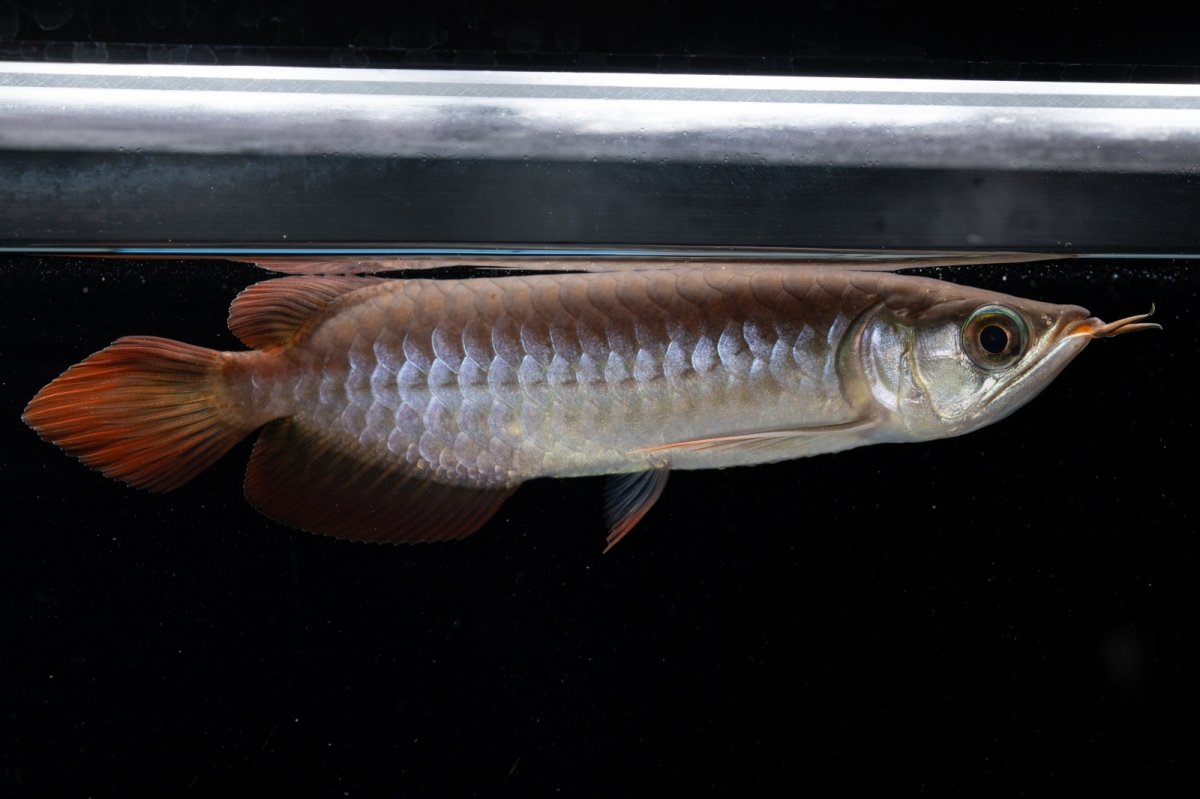 画像2: チリレッド NO.39（インドネシア産） (2)