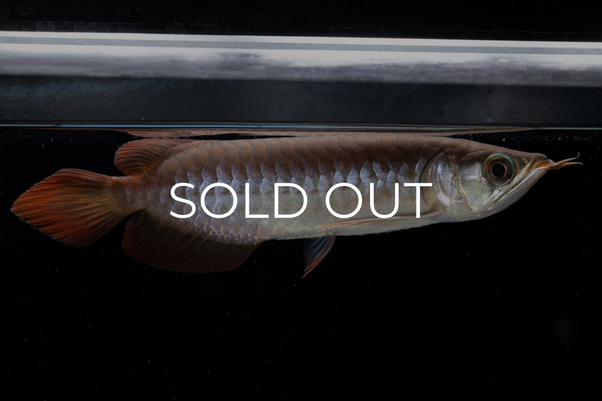 画像2: チリレッド NO.39（インドネシア産） (2)