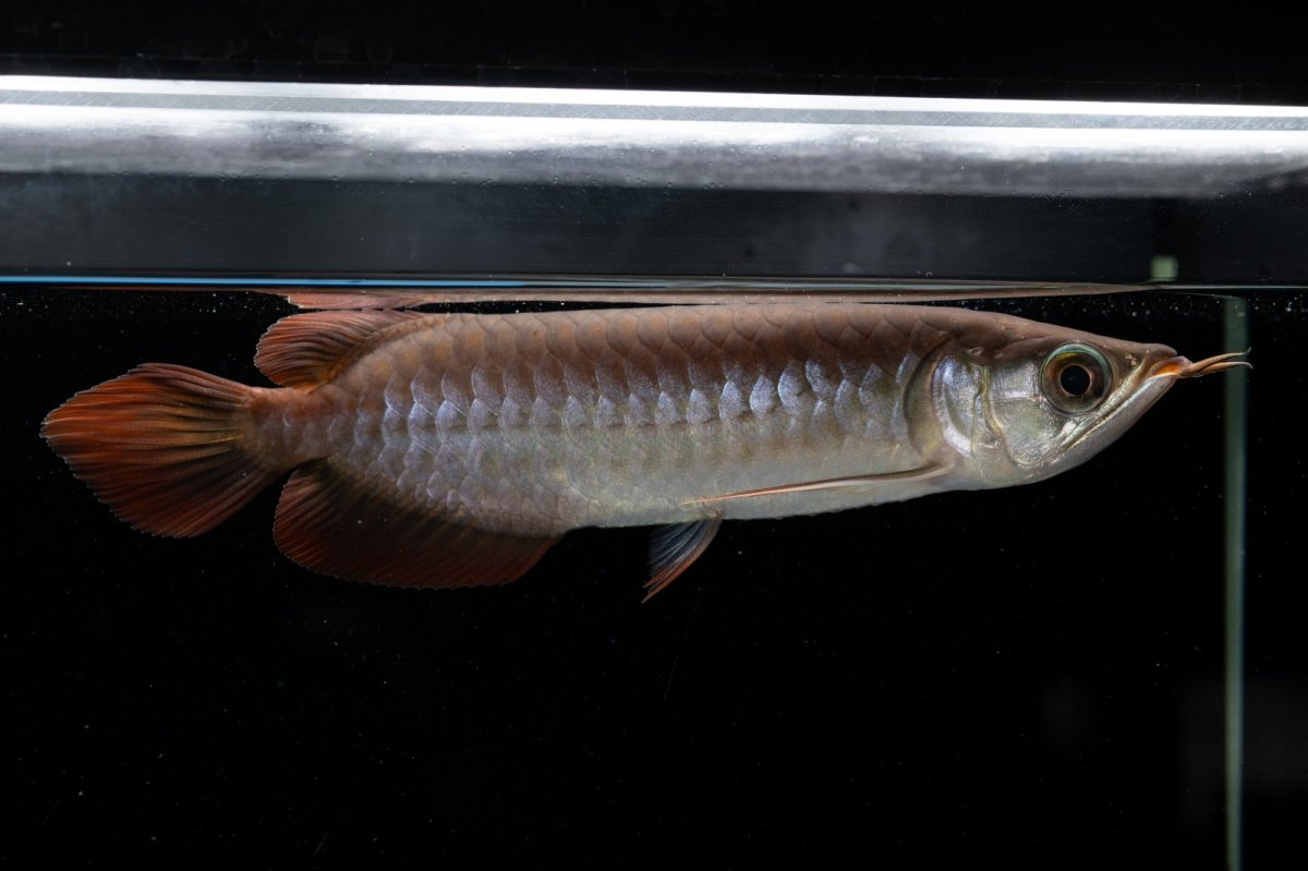 画像12: チリレッド NO.39（インドネシア産） (12)