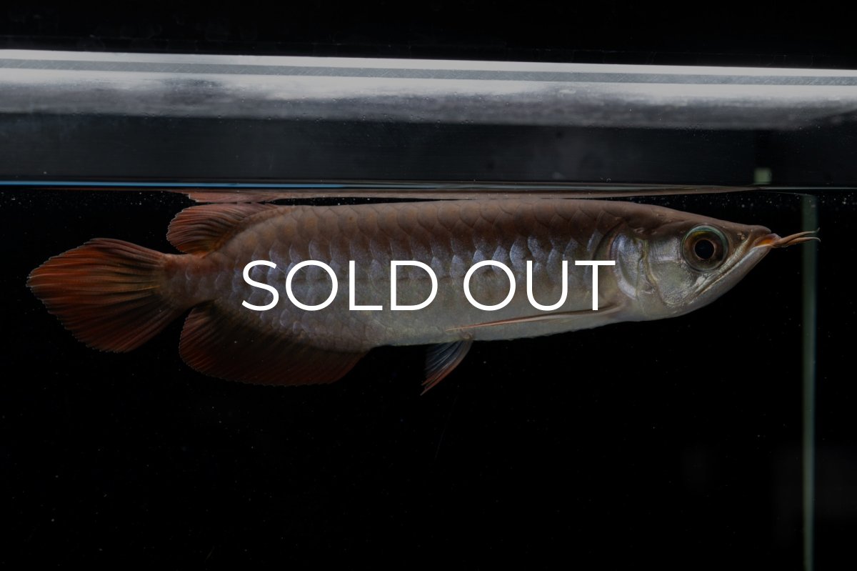 画像12: チリレッド NO.39（インドネシア産） (12)