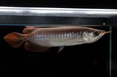 画像12: チリレッド NO.39（インドネシア産） (12)