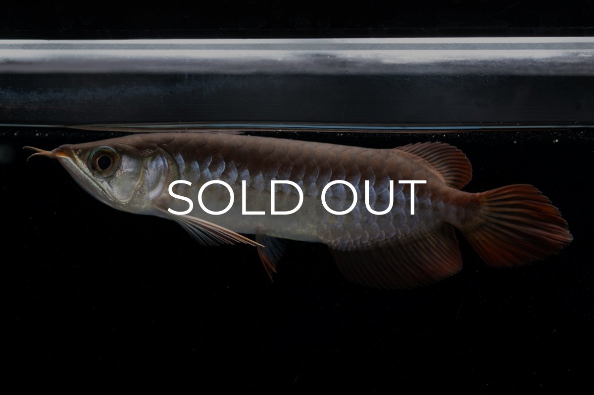 画像7: チリレッド NO.39（インドネシア産） (7)