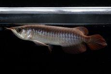 画像7: チリレッド NO.39（インドネシア産） (7)