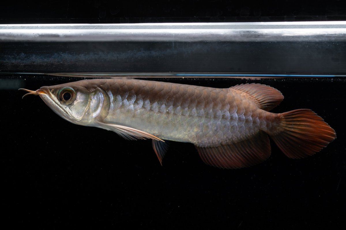 画像9: チリレッド NO.39（インドネシア産） (9)