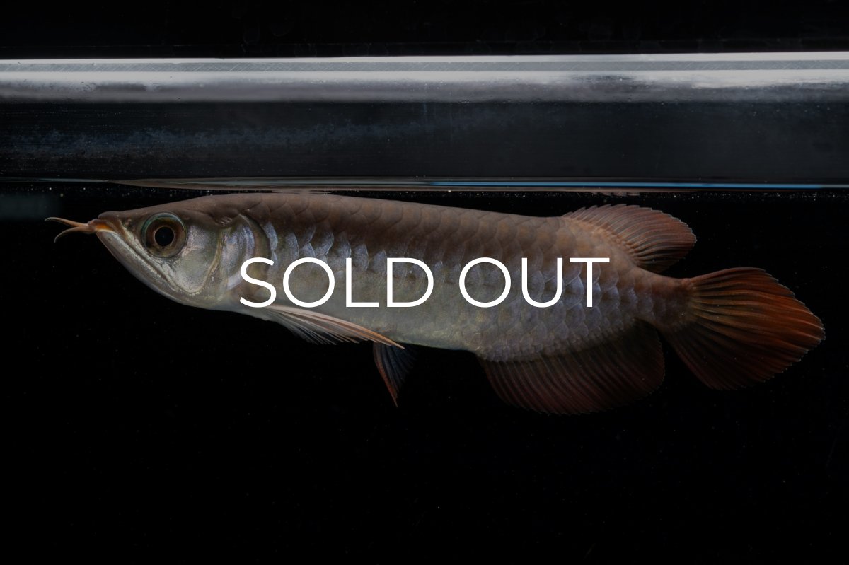 画像9: チリレッド NO.39（インドネシア産） (9)