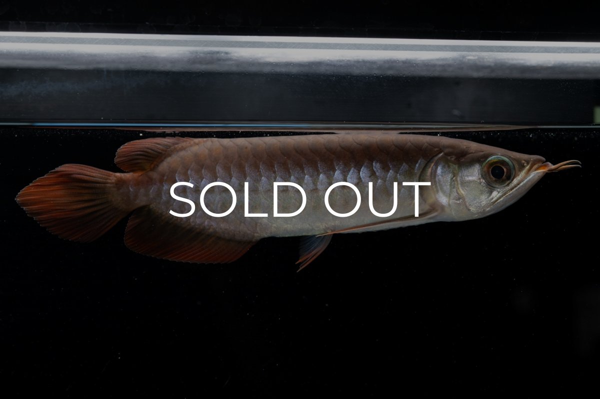 画像11: チリレッド NO.39（インドネシア産） (11)