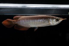 画像11: チリレッド NO.39（インドネシア産） (11)