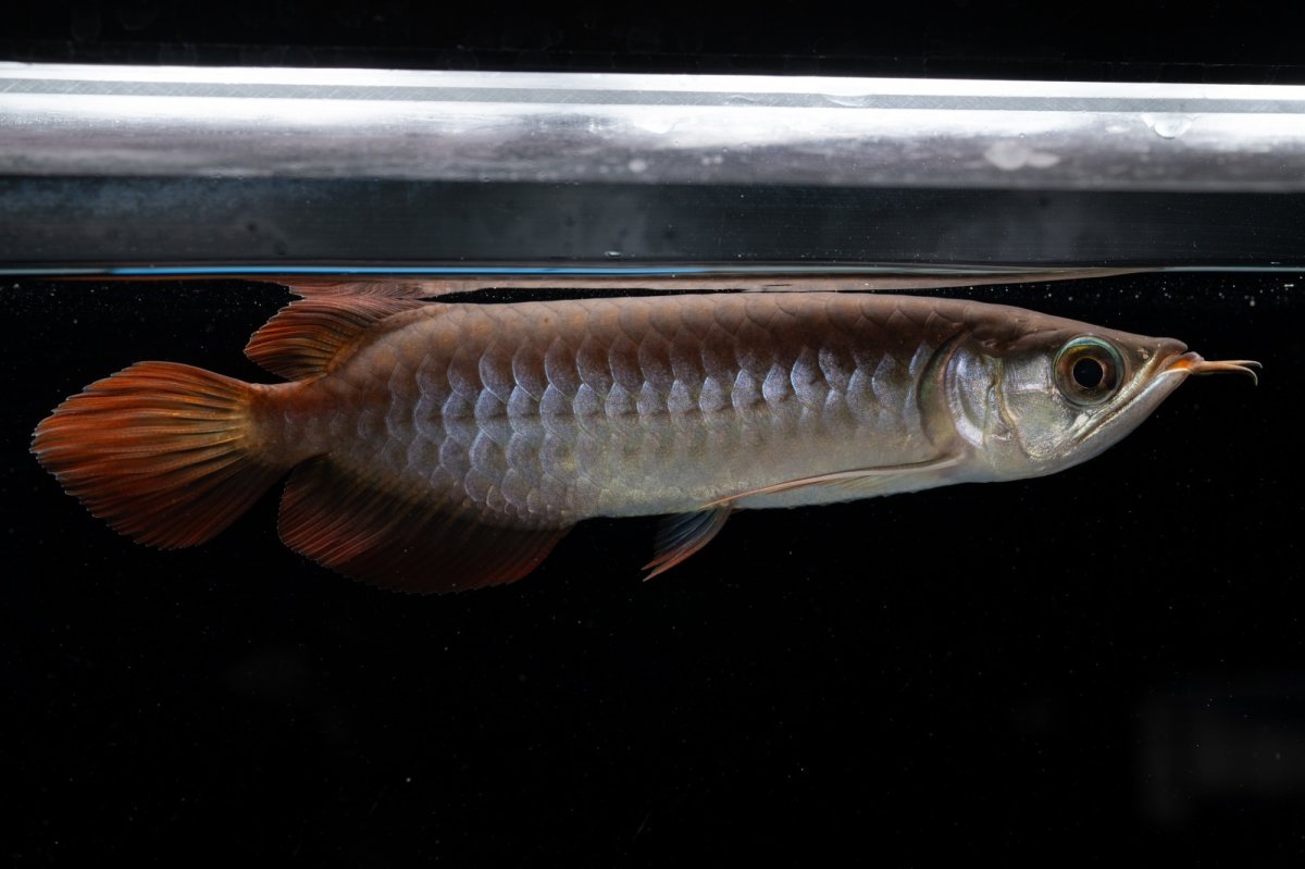 画像10: チリレッド NO.39（インドネシア産） (10)