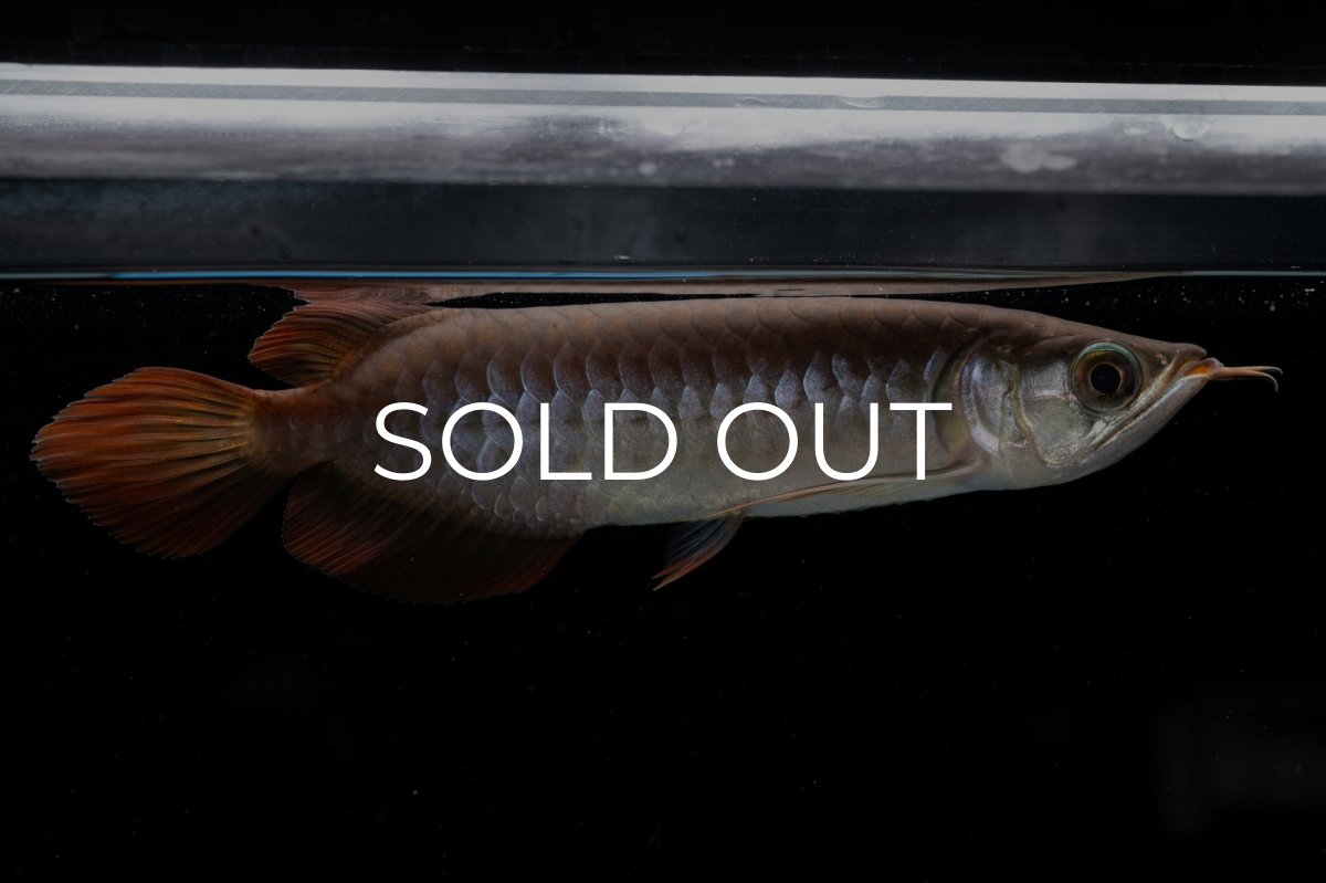 画像10: チリレッド NO.39（インドネシア産） (10)