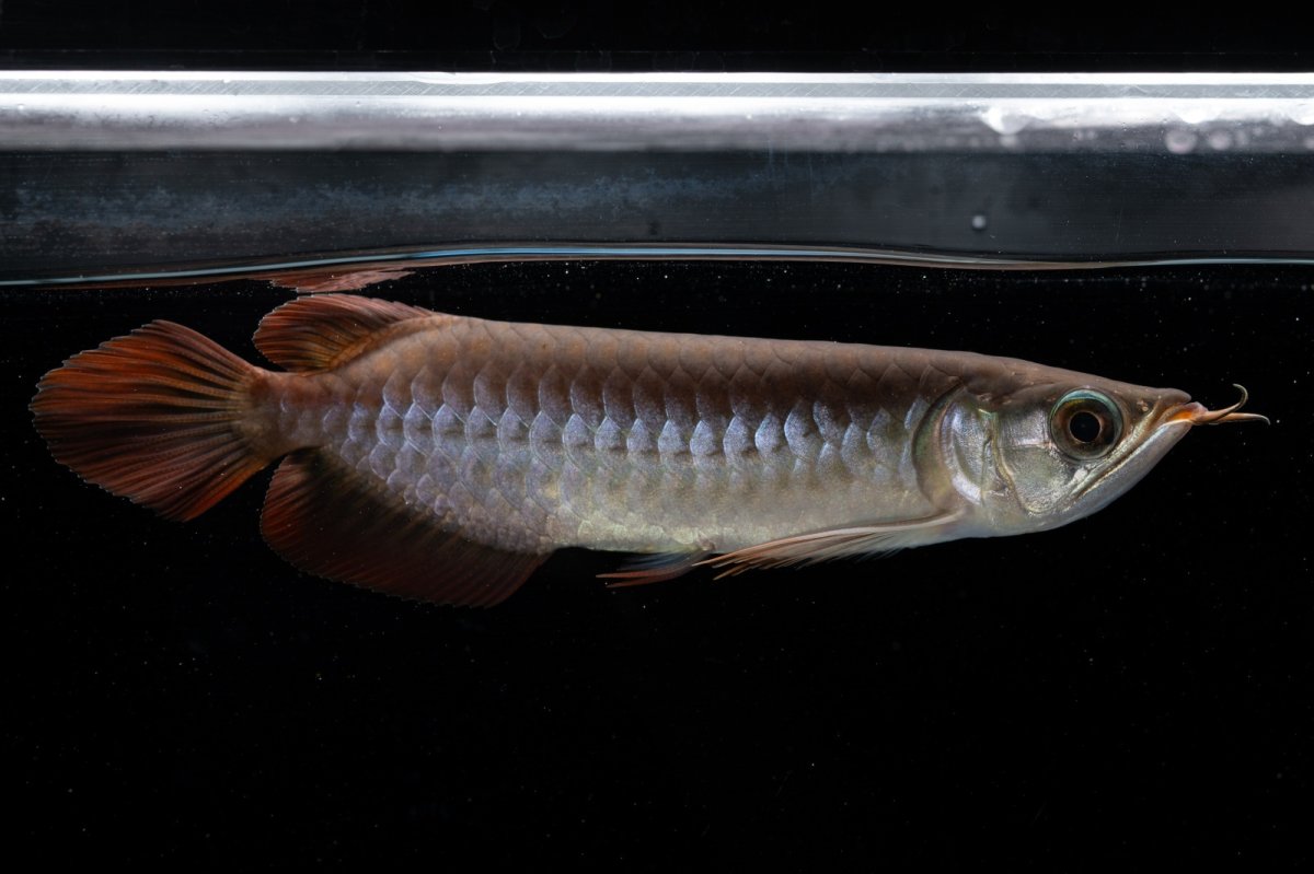 画像8: チリレッド NO.39（インドネシア産） (8)