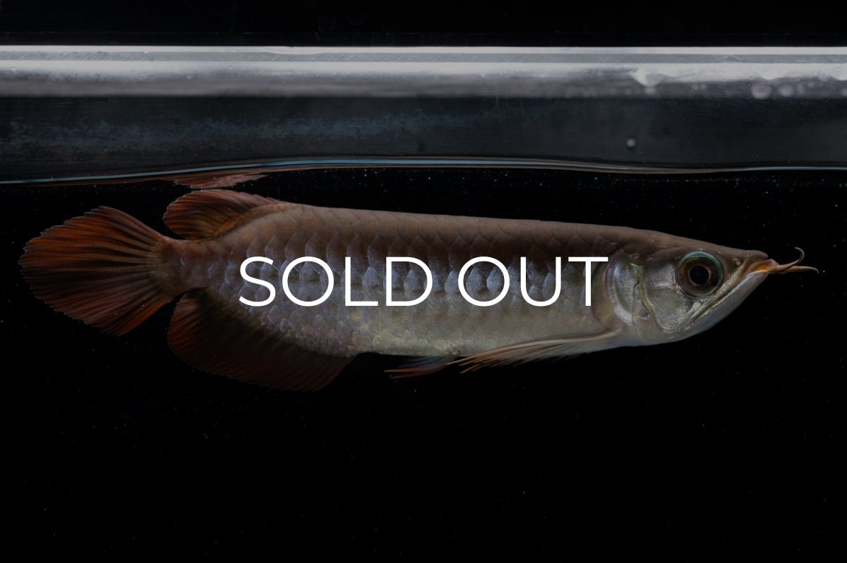 画像8: チリレッド NO.39（インドネシア産） (8)