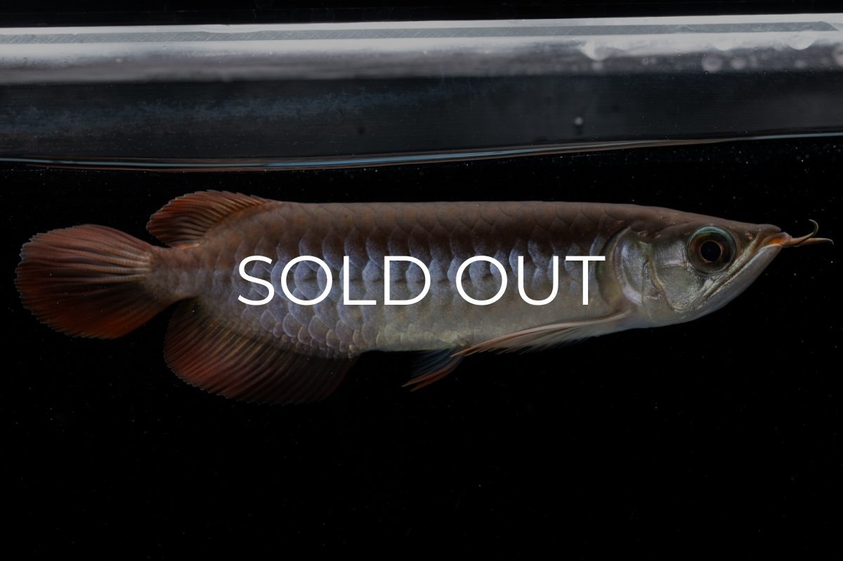 画像6: チリレッド NO.39（インドネシア産） (6)