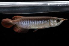 画像6: チリレッド NO.39（インドネシア産） (6)