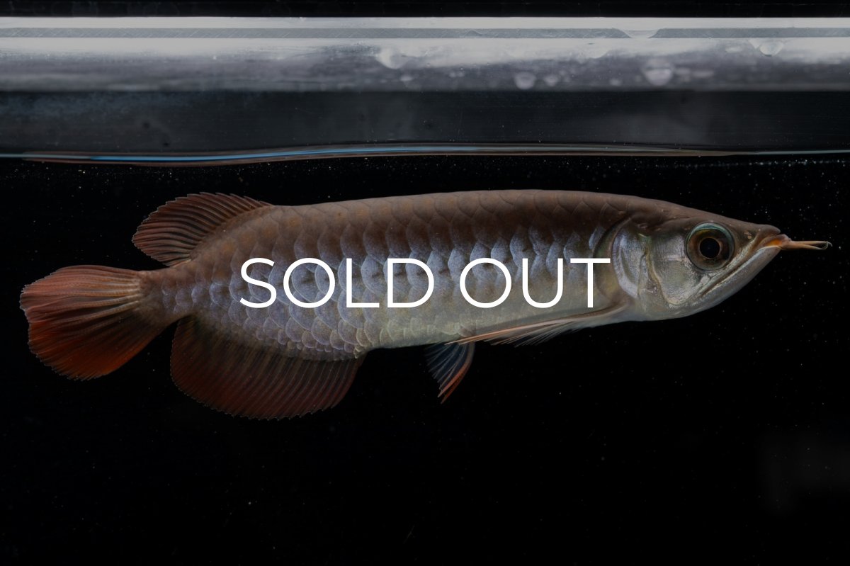 画像4: チリレッド NO.39（インドネシア産） (4)