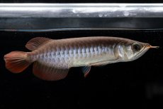 画像4: チリレッド NO.39（インドネシア産） (4)