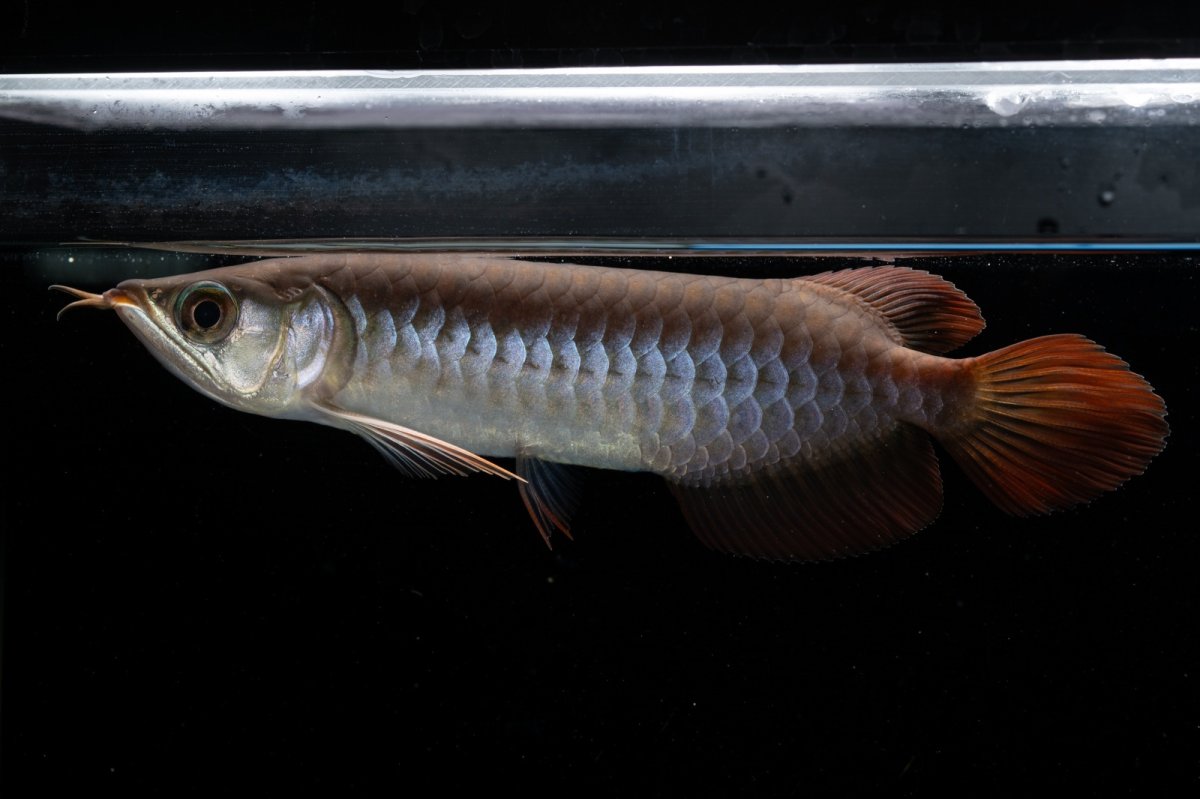 画像1: チリレッド NO.39（インドネシア産） (1)