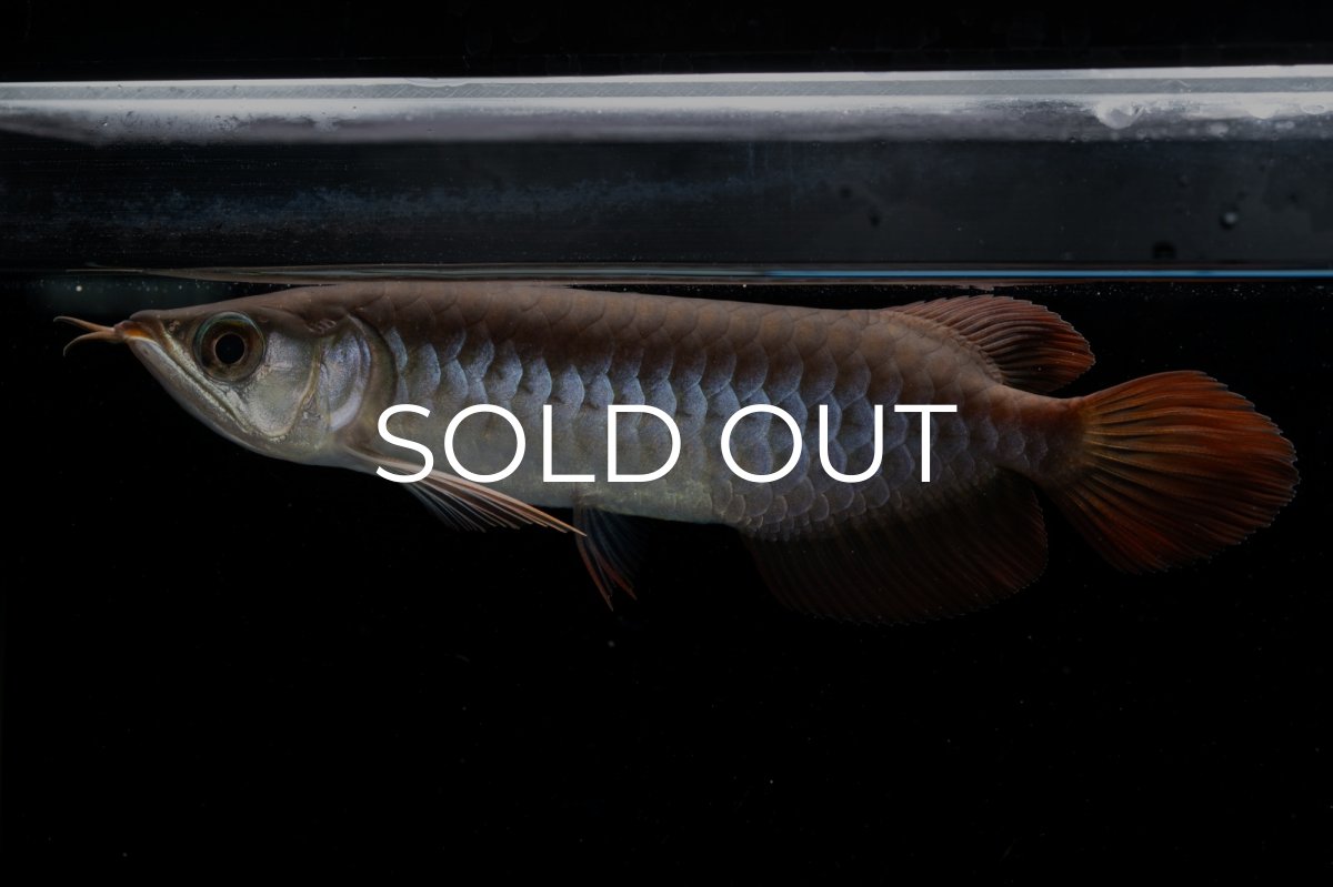 画像1: チリレッド NO.39（インドネシア産） (1)