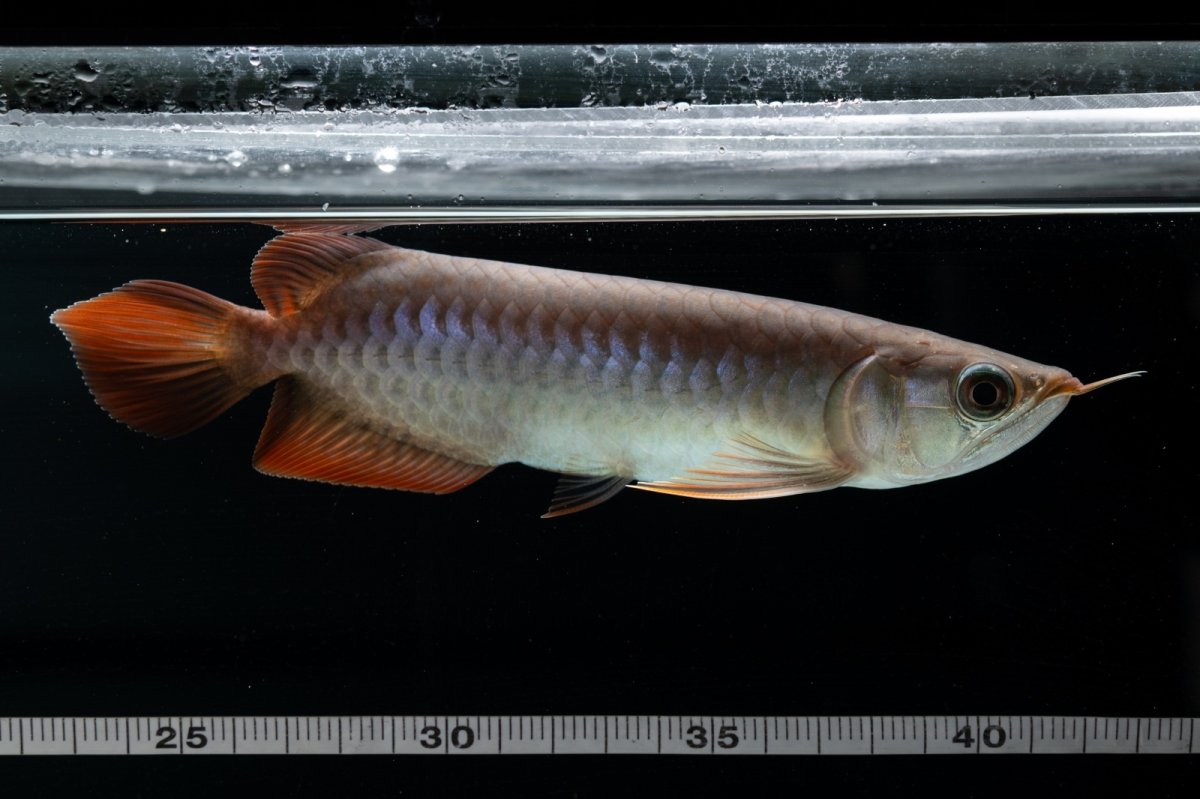 画像11: チリレッド NO.40（インドネシア産） (11)