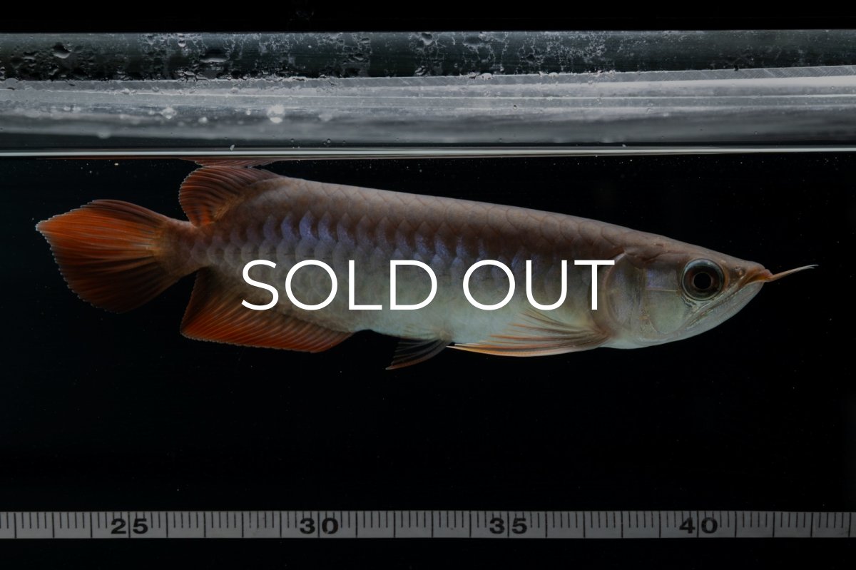 画像11: チリレッド NO.40（インドネシア産） (11)