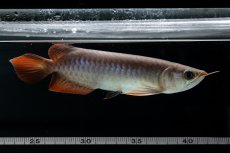 画像11: チリレッド NO.40（インドネシア産） (11)