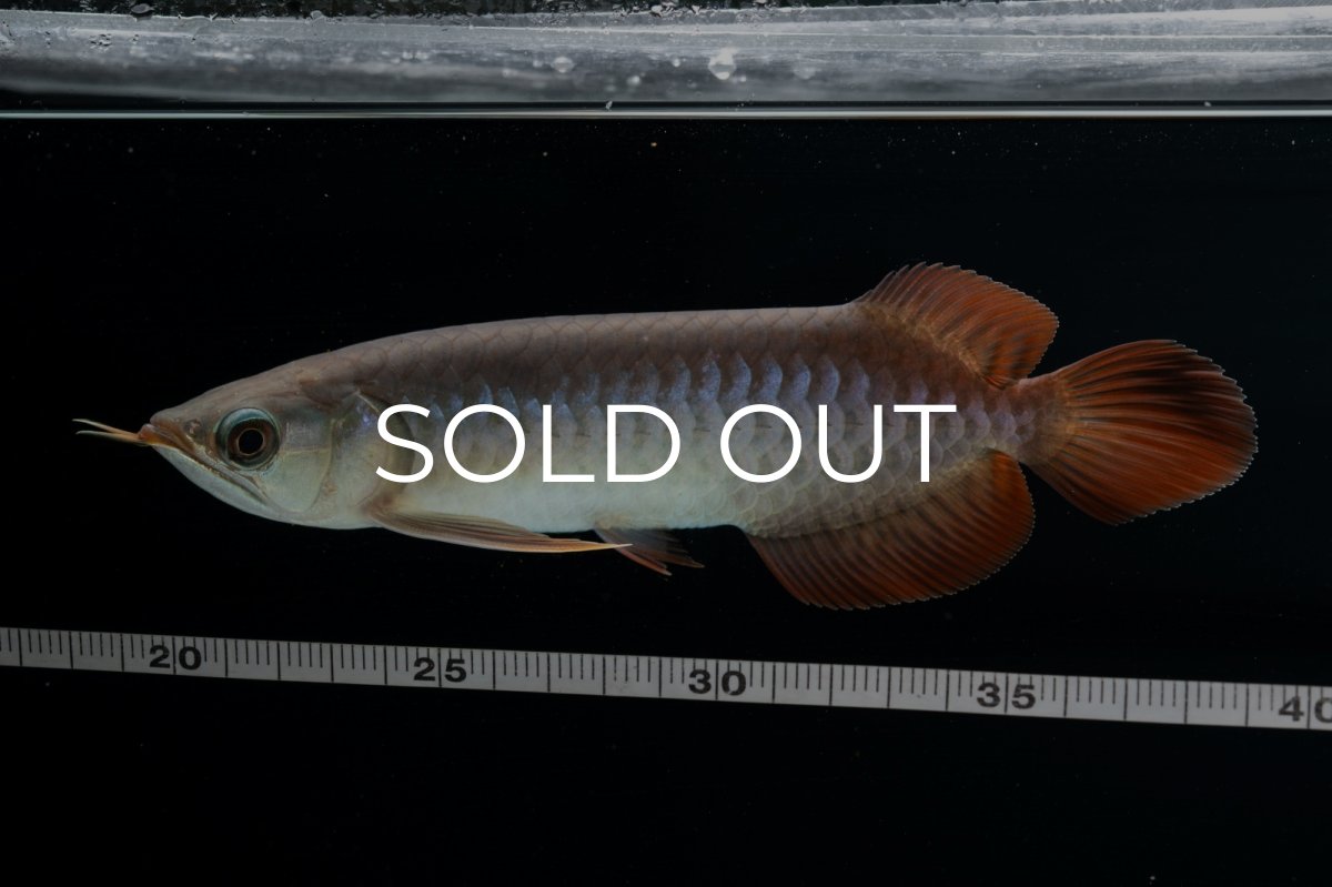 画像12: チリレッド NO.40（インドネシア産） (12)