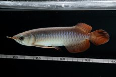 画像12: チリレッド NO.40（インドネシア産） (12)