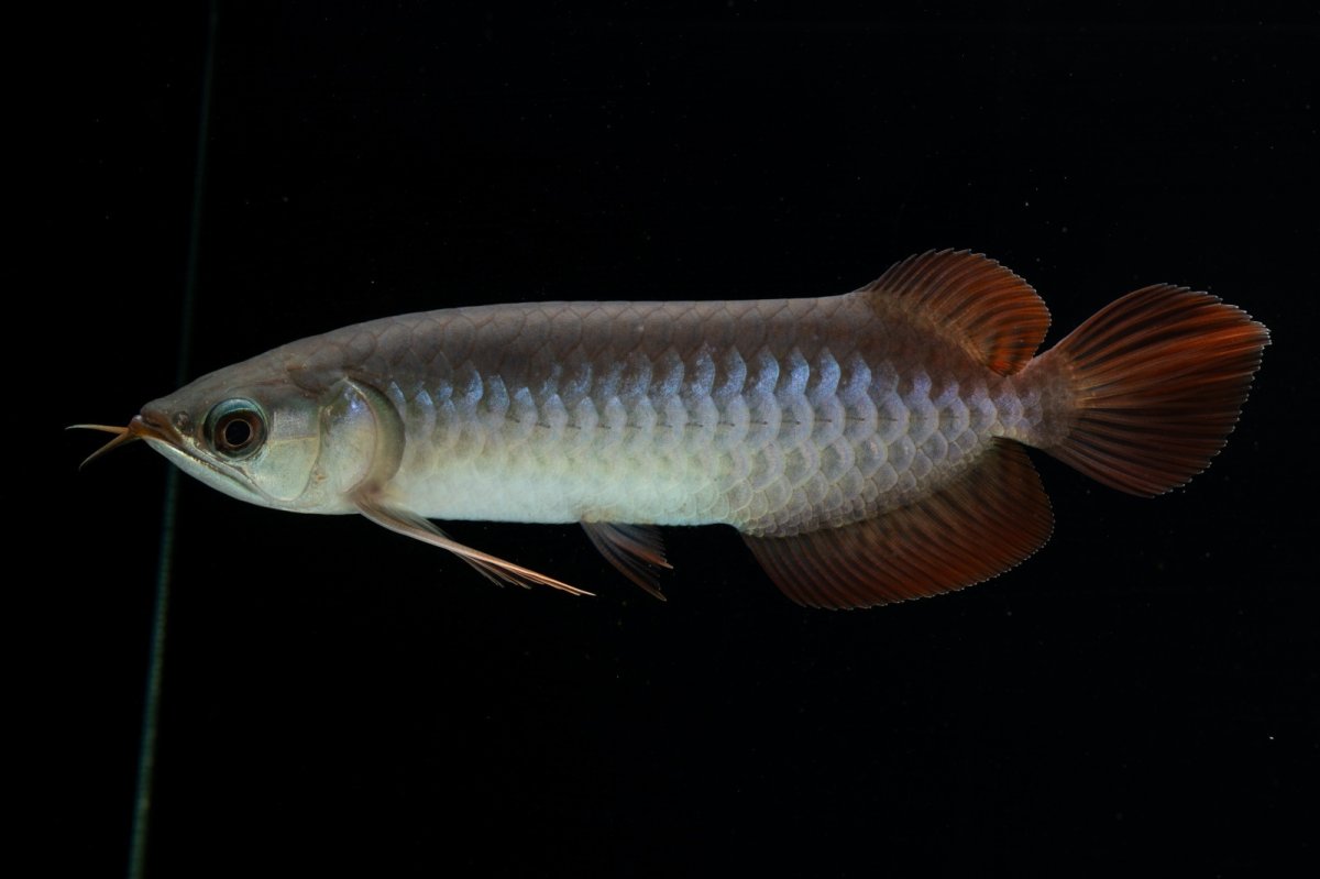 画像10: チリレッド NO.40（インドネシア産） (10)