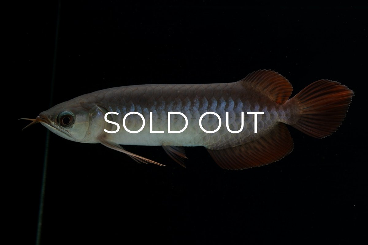 画像10: チリレッド NO.40（インドネシア産） (10)